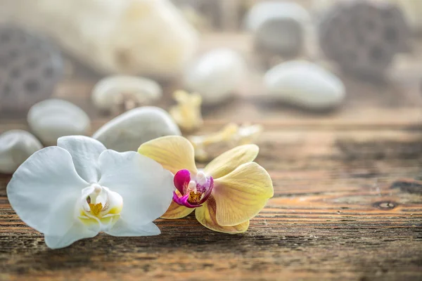 Orchideje kvetou, spa koncept — Stock fotografie