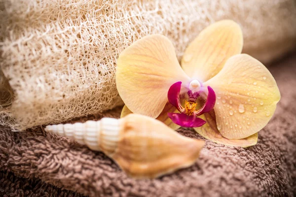 Orchidej květina s shell — Stock fotografie