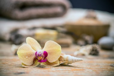 Orkide çiçek ile deniz hayvanı kabuğu