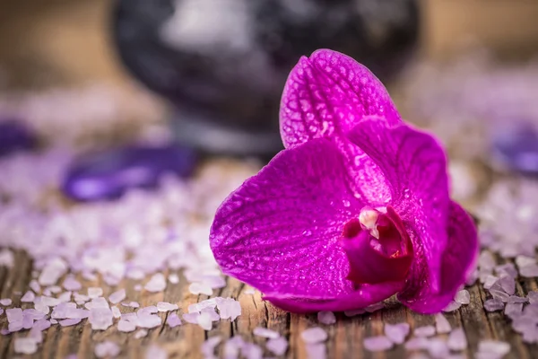 Fialová orchidej květina — Stock fotografie