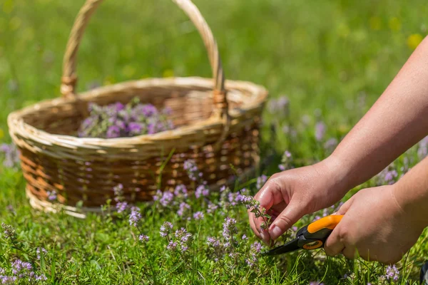 Woman hand cutting herbs — Stock Photo, Image