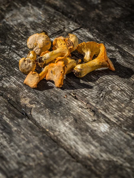 Chanterelle wild mushrooms — Stock Photo, Image