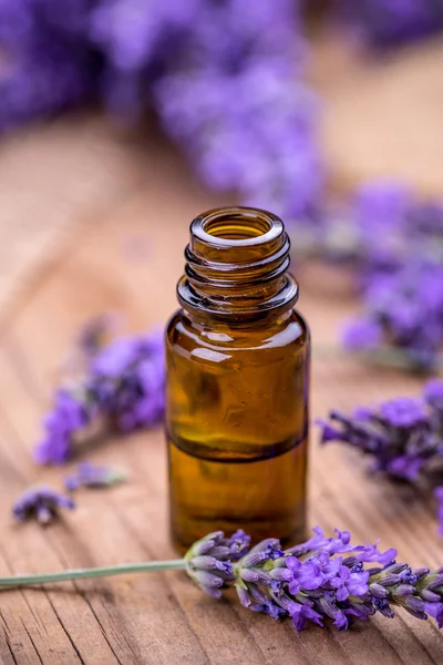 Fresh lavender flower — Stock Photo, Image