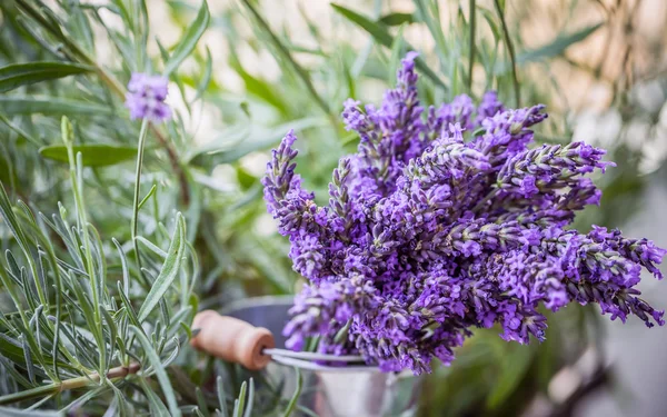 Fresh Lavender flowers — Stock Photo, Image