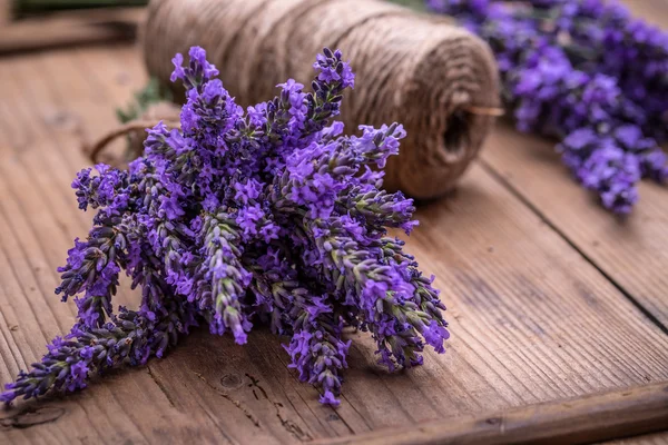 Fiori di lavanda freschi — Foto Stock