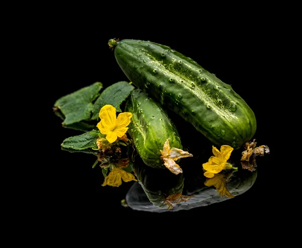 Frisch gepflückte Gurken — Stockfoto