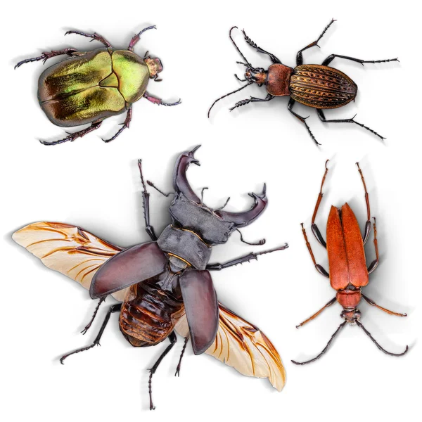 Beetles collection set — Stock Photo, Image