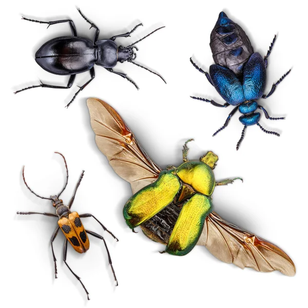 Set di insetti Fotografia Stock
