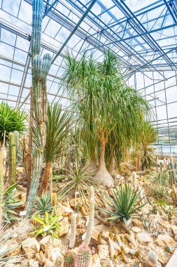 Güzel bahçesi olan palmiye ağacı 