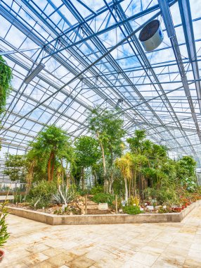 Sera içinde tropikal bitki