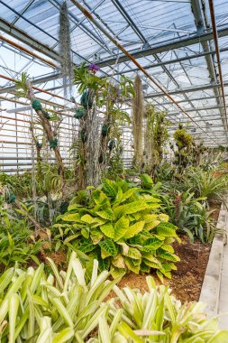 Birçok yeşil bitkiler