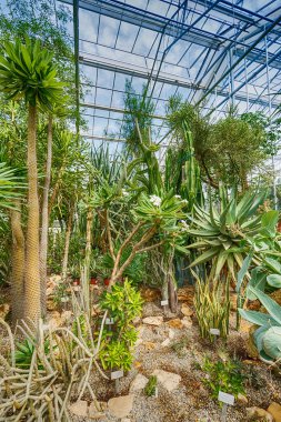 Sera palmiye ağaçlarında