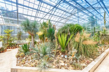 Palmiye ağacı ve kaktüs