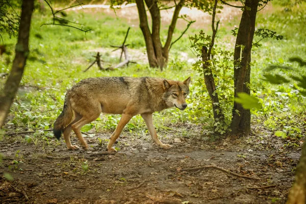 Lobo europeu, vida selvagem — Fotografia de Stock