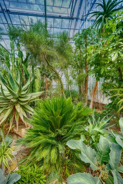 Palmiye ağacı, Botanik Bahçesi