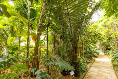 Palmiye ağacı bir sera içinde