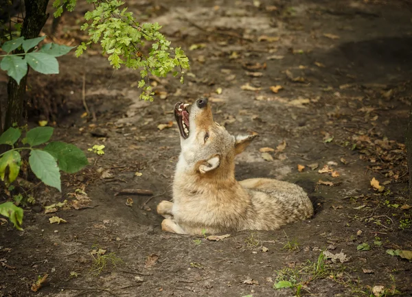 灰色オオカミ、野生動物 — ストック写真