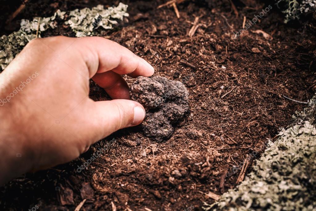 depositphotos_122988096-stock-photo-summer-black-truffle.jpg