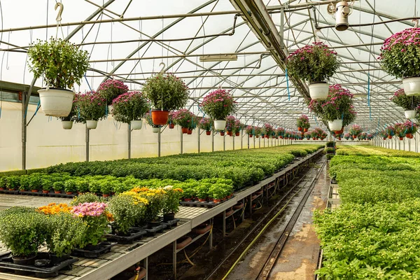 Krizantém növények üvegházban — Stock Fotó