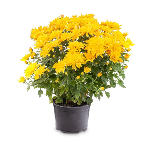Kvetoucí žlutá chryzantéma — Stock fotografie