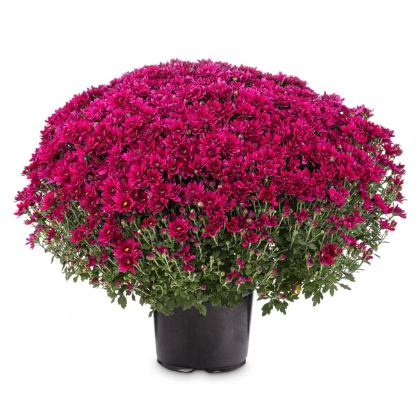 Blühende lila Chrysanthemen — Stockfoto