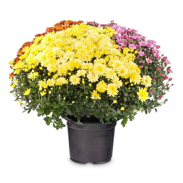 Kytice barevné chryzantémy — Stock fotografie
