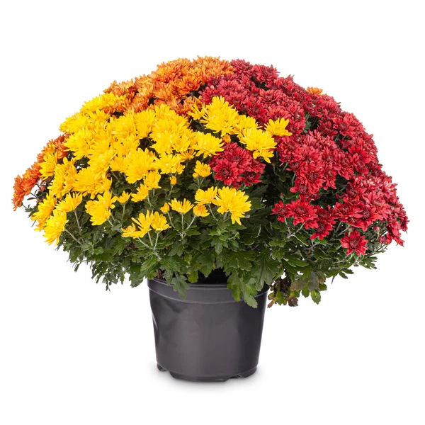 Oranje, geel en rood chrysant — Stockfoto