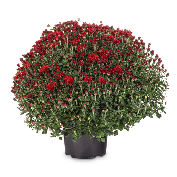 Rote Chrysanthemenblüte — Stockfoto