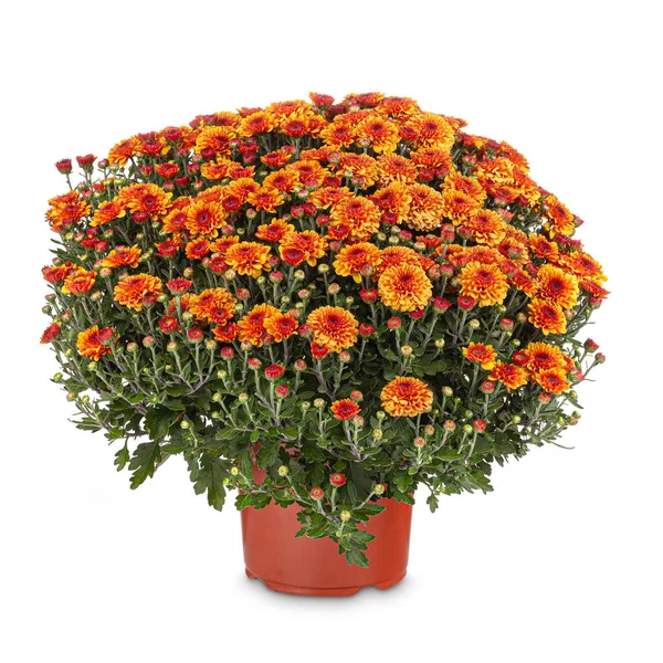 Orangefarbene Chrysanthemen — Stockfoto