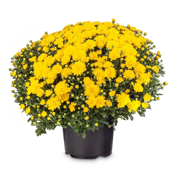 Bouquet de chrysanthème jaune — Photo