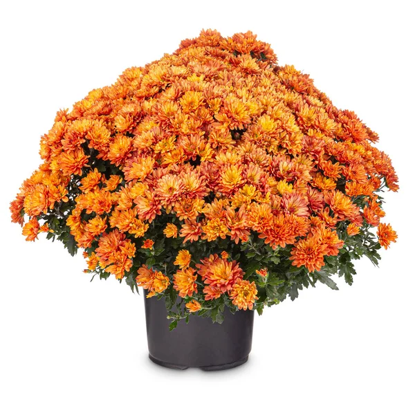 Narancssárga krizantém virágok — Stock Fotó