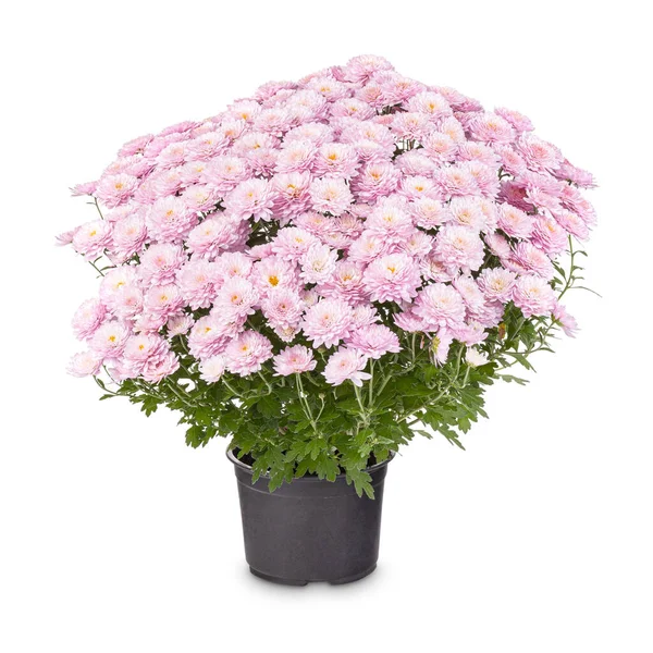 Krásná světle růžová chryzantéma — Stock fotografie