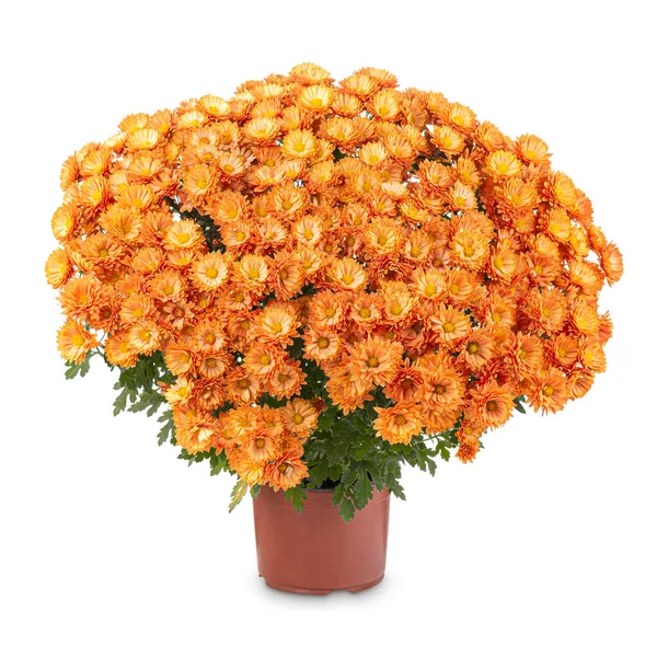 Orange Chrysanthemum in a pot — Stock Photo, Image