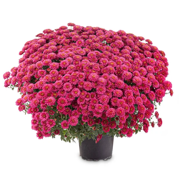 Kvetoucí červená chryzantéma — Stock fotografie