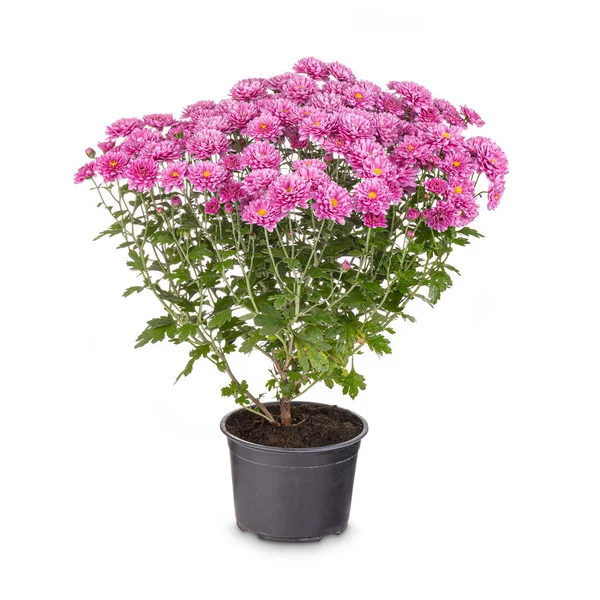 Blommande rosa krysantemum — Stockfoto