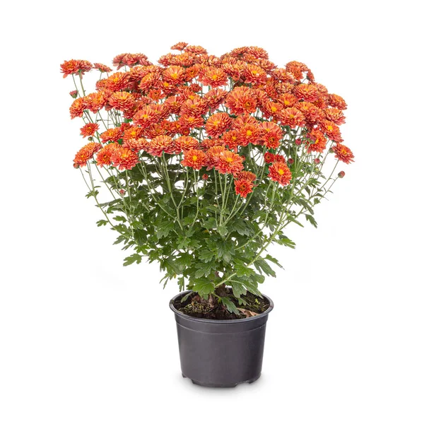 Chrysanthème orange dans un pot — Photo