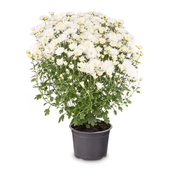 Virágzó fehér krizantém Stock Fotó