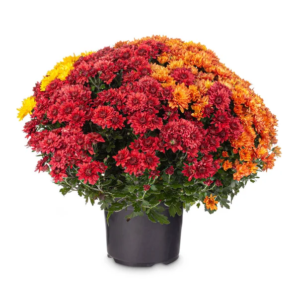 Herfst Chrysant bloemen — Stockfoto