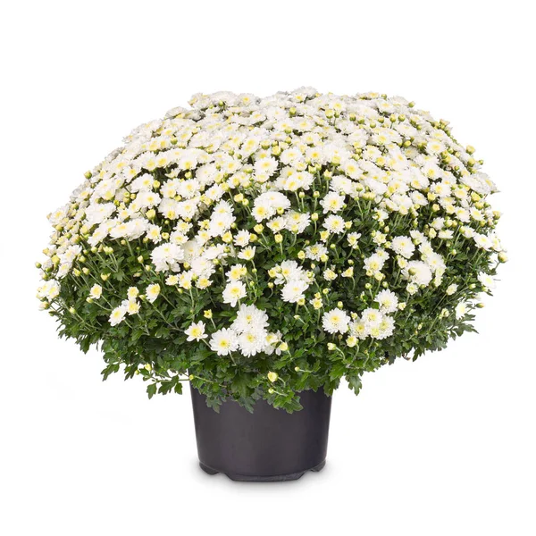 Bílá květy chryzantémy — Stock fotografie