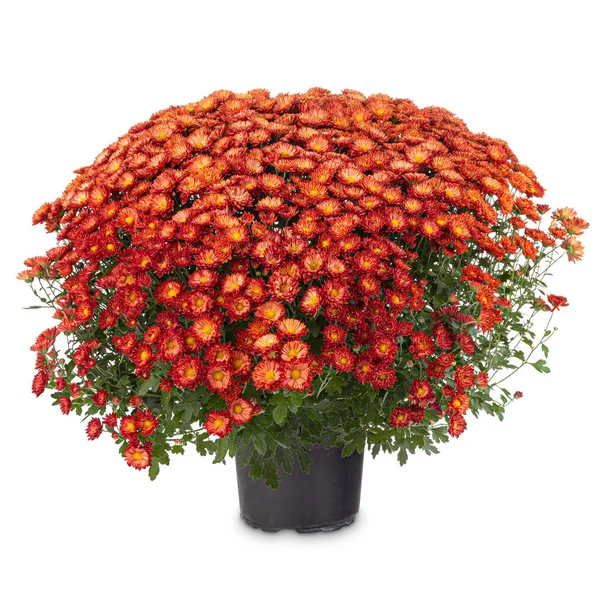 Zweifarbige orange-rote Chrysanthemen im Herbst — Stockfoto