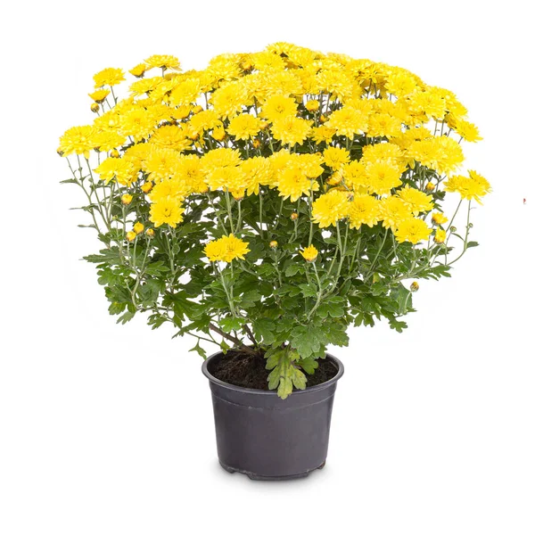 Gelbe Chrysanthemenblüten — Stockfoto