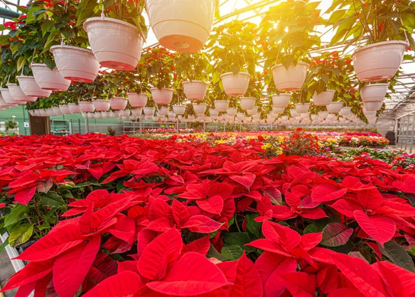 Poinsettia Navidad flores rojas — Foto de Stock