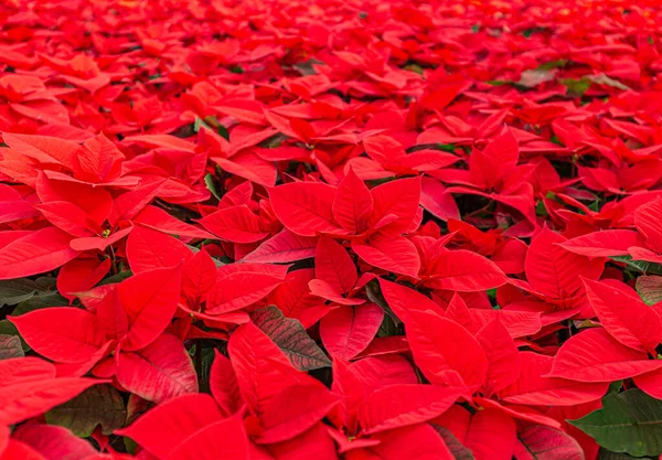 Beautiful bright red poinsetta plants — Stock Photo, Image