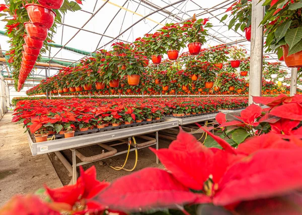 Poinsettia che cresce in vaso — Foto Stock