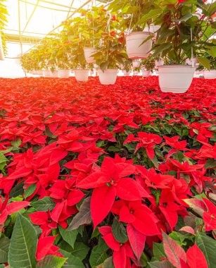 Poinsettia çiçeklerinin fotoğrafı