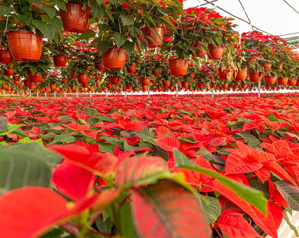 Fiori di Poinsettia rossa — Foto Stock