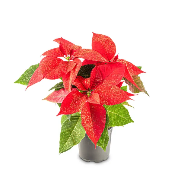 Červené květy Poinsettia — Stock fotografie