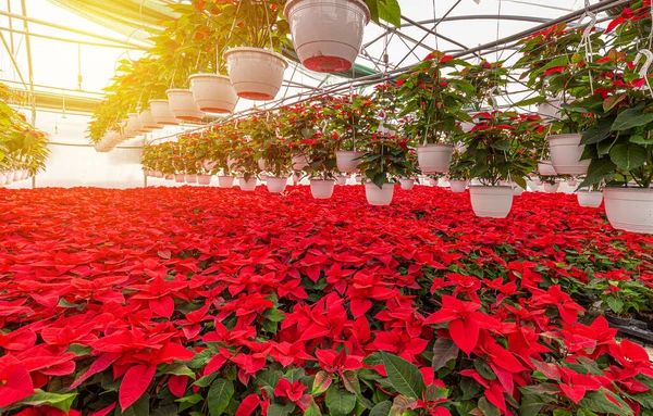 Flowering red poinsettia plants — Stock Image Flowering red poinsettia plants Royalty Free Stock Images