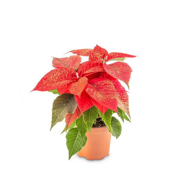 Planta de Navidad decorativa roja Imágenes de stock libres de derechos