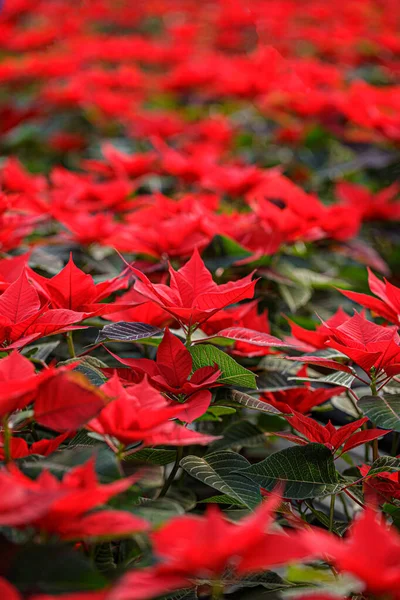 Field of red Poinsettia — Stock Photo, Image